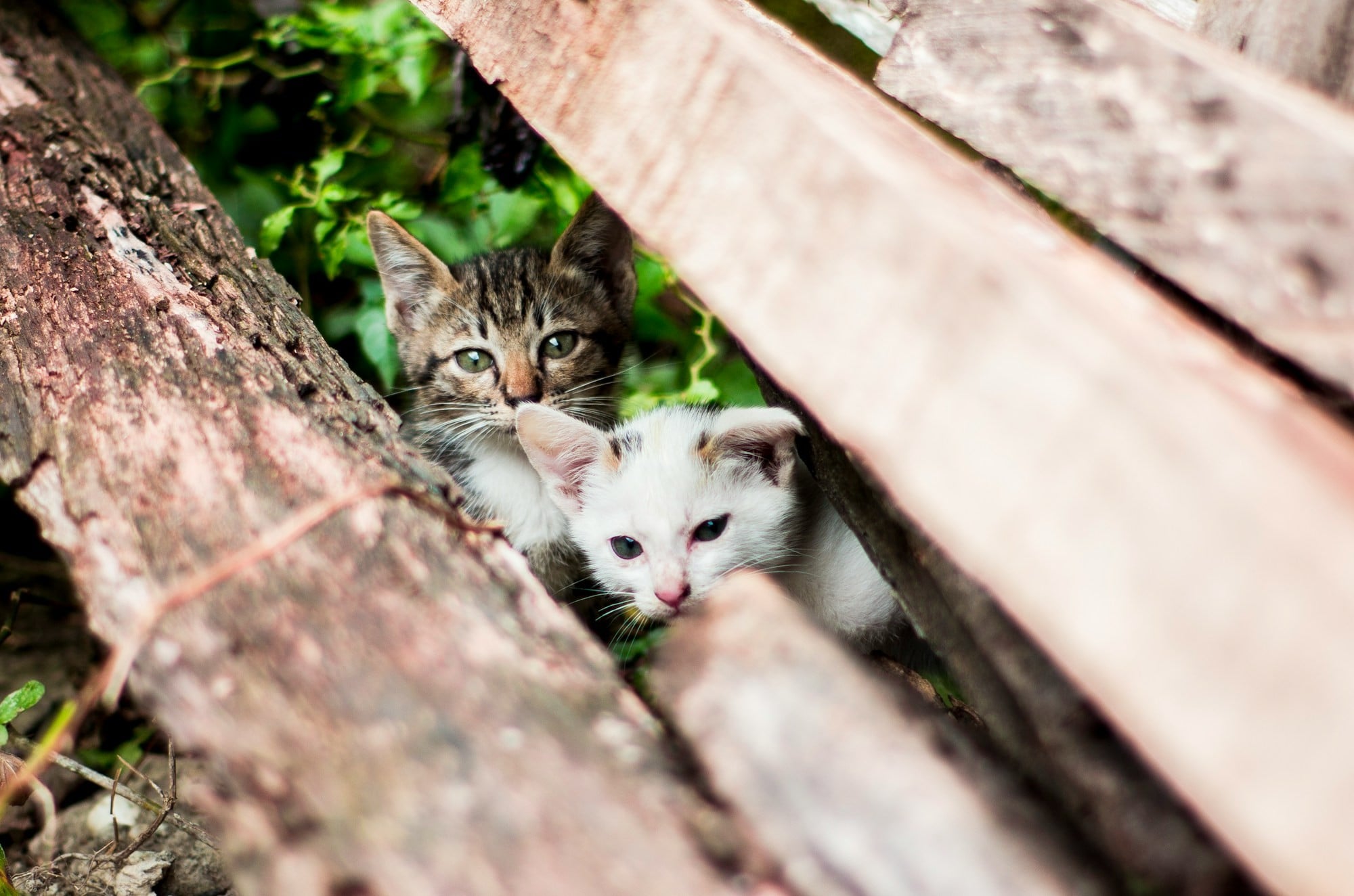 photo of two kittens between logs